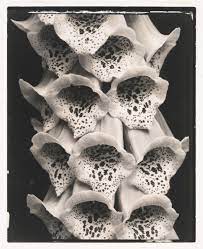 During the 1920s and 30s, photographer edward steichen popularized an emerging genre in vanity fair: Edward Steichen In The 1920s And 1930s A Recent Acquisition Whitney Museum Of American Art