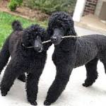 Medium Poodle | Moyen Poodle | Klein Poodle