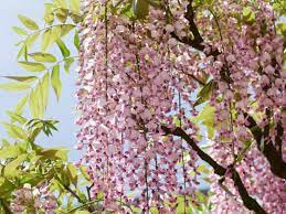 Piante che fioriscono tutta estate. Fiori A Grappoli Giallo Verdognoli Fiori Giallo Verdognoli