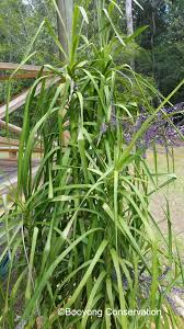 Image result for Cordyline stricta