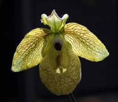 Paphiopedilum Malipoense Chen Tsi Pflanzenreich