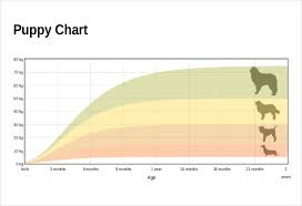 height weight chart templates 12 free excel pdf