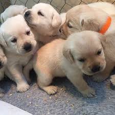 Dogs And Puppies For Adoption In Florida Fl Home Facebook