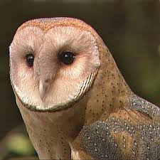 The barred owl and the great horned owl are among the most common in the united states. Characteristics And Behavior Of Owls Carolina Com