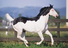 Horses show horses horse world horse markings horse breeds animals all the pretty horses unusual horse. Breeding Horses For Color Expert Advice On Horse Care And Horse Riding