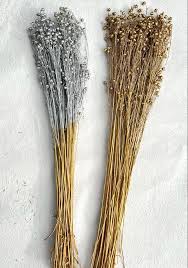 Image result for Secamone retusa