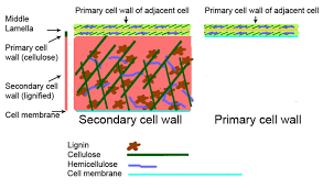 Middle lamella is composed of. 1 2 Cell Wall Biology Libretexts
