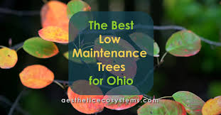 Pruning neglected trees normally requires the removal of many large limbs. The Best Ohio Low Maintenance Trees And Shrubs Easy Living Yards