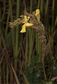 Image result for Scytopetalum pierreanum