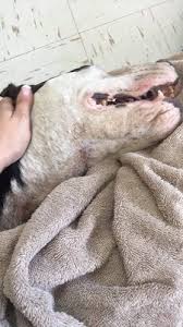 Our goal at ez pet clinic is to make preventive pet care affordable and easy. Affordable Pet Clinic 3004 Little York Rd Houston Tx Veterinarians Mapquest