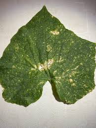Image result for thrips damage on cucumber