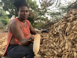 Aflatoxins can be present in milk, meat, or eggs if consumed levels are sufficient. Afrika Info Ghana Gefahrliche Lebensmittel Durch Den Klimawandel