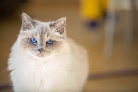 Birman Cats The Ultimate Guide To Their History Types Characteristics Temperament And Care Kitty Wise Birman Cat Cats Birman Kittens