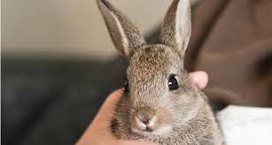 Rabbit shaking head and scratching ears this will in most cases would signify an ear condition. 12 Common Rabbit Behaviors That Might Puzzle You