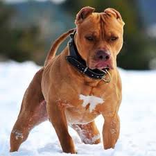 May 10, 2020 at 3:32 pm. Red Nose Pitbull Cropped Ears