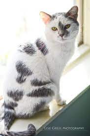 Meet Donald He S Available At Indyhumane Https Indyhumane Org Index Php Find Pet Cat Profile 17485308 Cat Profile Pets Cats Cats