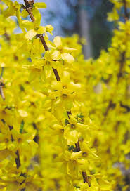 Lynwood Gold Forsythia Forsythia X Intermedia Lynwood Gold At Oakland Nurseries Inc Forsythia Lynwood Gold Flowers