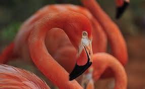 Today, most flamingos seen on the loose in north america are considered suspect, as possible escapees from aviaries or zoos. Hd Wallpaper Flamingo Bird Animals Birds American Wallpaper Flare