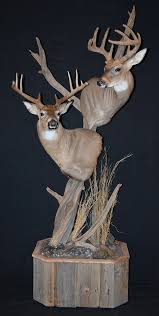 This state is a stronghold for booners each. Deer Mounts Pa Deer Wall Mounts Deer Pedestal Mounts Pa Deer Full Body Mounts Deer Shoulder Mount Whitetail Deer Mounts Deer Wall Mount Mule Deer Mounts Deer Taxidermy Deer Mount Pictures Ideas Deer Taxidermist Pennsylvania Pennsylvania Taxidermist