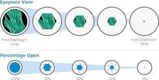 Images of both the field diaphragm and the specimen are formed in the intermediate image plane by the objective and are projected into the fixed field diaphragm of the eyepiece, where the focusing reticle is located. Focus On The Field Iris Diaphragm Function
