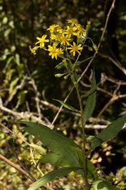 Image result for Senecio inornatus