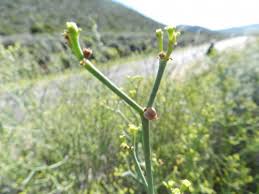 Image result for Caperonia stuhlmannii