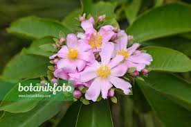 Image result for Pereskia