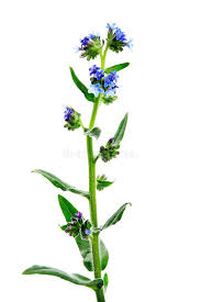 Image result for Anchusa