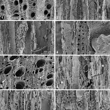 Image result for Leptoderris nobilis