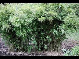 Maybe you would like to learn more about one of these? Protecting Priceless American Bamboo River Cane Youtube