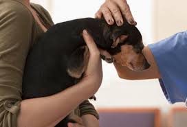 I got extremely lucky and dr. Pet Emergency Care Near Me 12401 Kingston Animal Hospital
