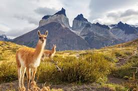 We hiked through the night to catch sunrise here. El Calafate To Torres Del Paine Best Routes Travel Advice Kimkim