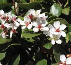 Image result for Rhaphiostylis