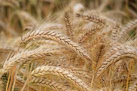 There are many little gems in himachal most of the people are clueless about. Barley Crop Cultivation In India