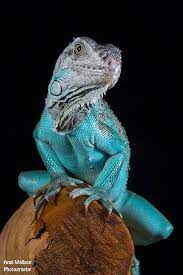 Pin By Chad Gardiner On Bearded Dragon Funny Colorful Lizards Animals Iguana