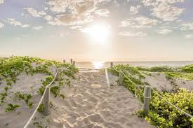What Animals Can You See On Anna Maria Island? - Anna Maria Island