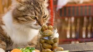 Having a cat that wants to eat something unusual now and again isn't all that strange. Can Cats Eat Olives Are Olives Safe For Cats Cattime