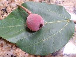 Image result for Ficus sycomorus