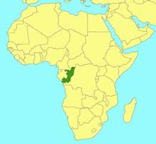 Image result for Ficus pseudomangifera