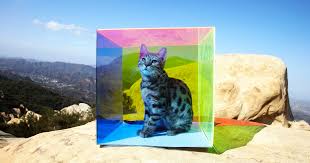 Share a gif and browse these related gif searches. Tierney Gearon Untitled Cat In Box Artwork 29806 Jackson Fine Art