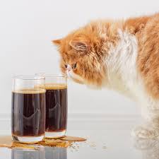 Is this coffee really the best coffee in the world? No Cats Should Never Drink Wine Or Beer Catster