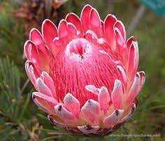 mauiflower
