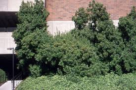 Image result for Myrica spathulata