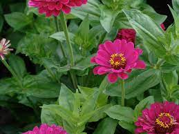 Artistic flowers has beautiful summer flowers and gifts to brighten your day all summer long! 20 Can T Kill Flowers For Beginners Easiest Flowers To Grow In The Garden Hgtv