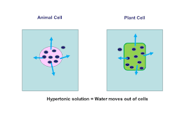 If plant cells are placed in the hypertonic medium, it will lose water due to the process of exosmosis. Osmosis What Is It
