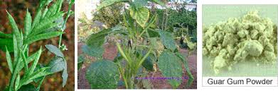 Image result for Cyamopsis senegalensis