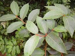 Image result for Antiaris