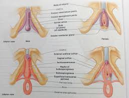 If area in the inner thigh region has a small bump that is less than about.75 inch large then it is a normal sized lymph node. Perineum An Overview Sciencedirect Topics