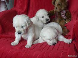 Check spelling or type a new query. Registered Golden Retriever Pups For Sale Pets For Sale In Kuala Lumpur Sheryna Com My Mobile 658650