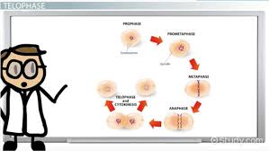 Comparing mitosis and meiosis answers mitosis and meiosis are two of the most. Telophase Definition Explanation Video Lesson Transcript Study Com